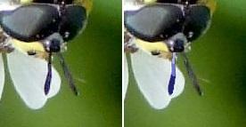 Chrysotoxum sp.